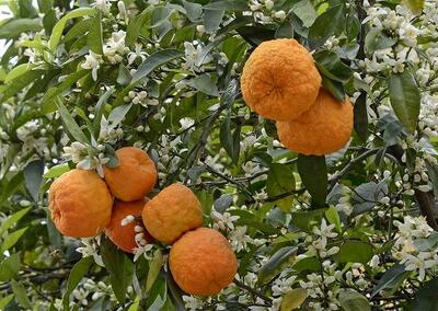 میوه‌ای با خواص فراوان/ از کاهش وزن تا درمان سرطان