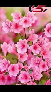 جمله انگیزشی روز / سخن بزرگان درباره موفقیت + فیلم