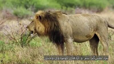 آیا تاکنون شاهد رقابت شیر و اژدهای کومودوی وحشی در حیات وحش بوده‌اید؟