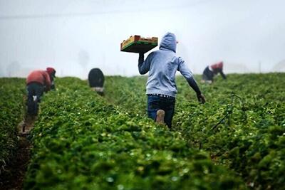 تغییر الگوی کشت از مسیر اصلاح بازار و مصرف می‌گذرد