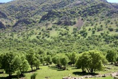 ۹۵ هکتار طرح مراقبت از جنگل‌ در خراسان‌شمالی هدف‌گذاری شد