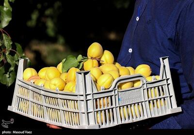 پیش‌بینی برداشت 6150 تن زردآلو در سیستان و بلوچستان - تسنیم