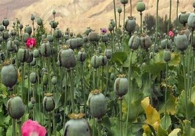 عرضه   شربت تریاک   در عطاری‌ها غیرقانونی و خطرناک است - تسنیم