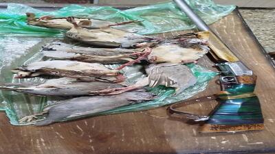 دستگیری شکارچی متخلف و ضبط ادوات غیرمجاز در ارتفاعات منطقه حفاظت شده بدرو پریشان زیستگاه پنجە لی