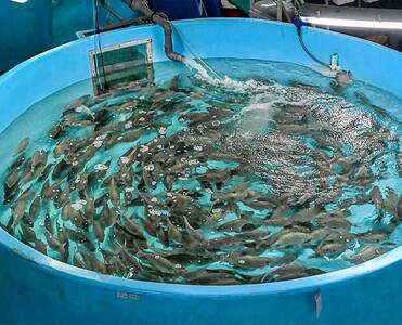 اصول و مزایای پرورش ماهی در تابستان