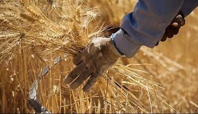 خرید تضمینی گندم در مازندران آغاز شد