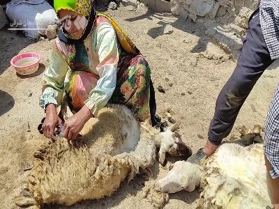 نحوه پشم چینی گوسفندان با قیچی
