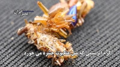 کرم ابریشمی که مثل عنکبوت حشره می خورد