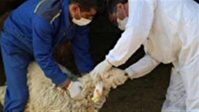 اجرای طرح نظارت و کنترل بهداشتی و شرعی بر دام‌های قربانی در بوشهر