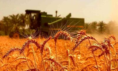 بازنگری در قیمت گندم کلید می‌خورد، گندمکاران دست به اعتراض زدند