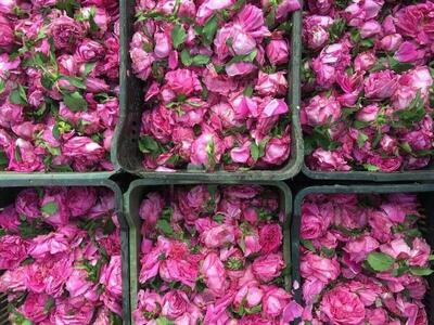دیگ‌های مسی گلابگیری بَرزُک کاشان در پارک قیطریه به جوش می‌آیند