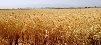 پایان برداشت گندم از مزارع جهرم