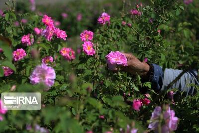 پیش‌بینی برداشت ۱۰ تن گل‌محمدی در مهاباد/محصول کم‌آب‌بر اولویت‌ جهاد کشاورزی است