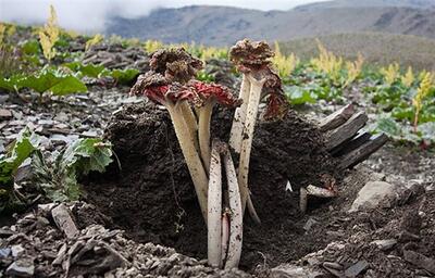 اشتغال‌زایی در فرآیند برداشت و فرآوری ریواس نیشابور