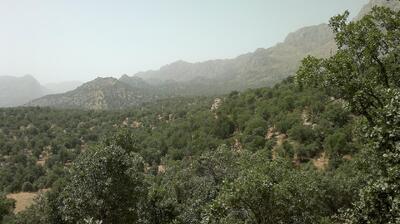 رشد بیش از ۷۰۰ درصدی آتش‌سوزی در جنگل‌های زاگرس