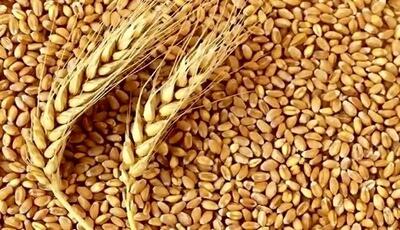 خبر مهم درباره قیمت گندم و پرداخت مطالبات گندمکاران