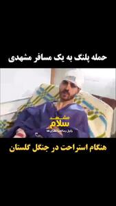 فیلم حمله پلنگ به گردشگران در گلستان ! / تیکه پاره شان کرد !