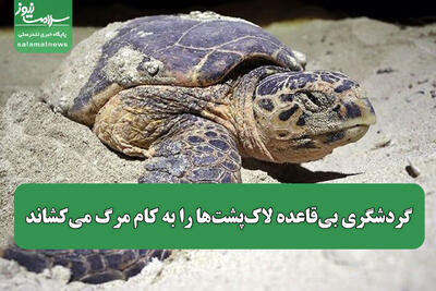 گردشگری بی‌قاعده لاک‌پشت‌ها را به کام مرگ می‌کشاند