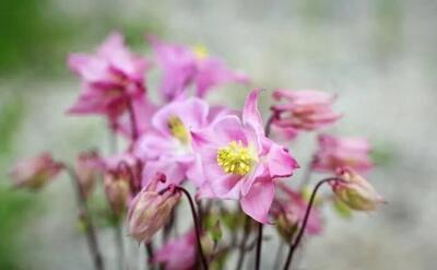 چای تاج الملوک مرگ آور است؟