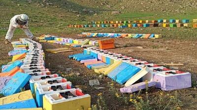 طرح پایش بیماریهای زنبور عسل در لرستان اجرا می‌شود/۳۶۰۰ زنبورستان در استان وجود دارد