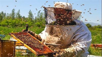 شیرینی بهار در شهد عناب و زرشک خراسان جنوبی