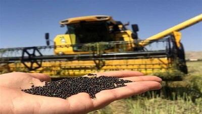 خرید بیش از ۶ هزار تن دانه کلزا از کشاورزان بهشهری