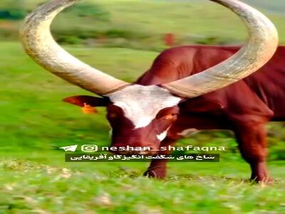 شاخ شگفت انگیز گاو آفریقایی