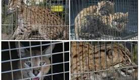 محموله بزرگ قاچاق حیات وحش در پایتخت کشف شد
