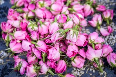 مصرف گل سرخ چه عوارضی دارد؟ (فیلم)