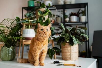 گیاهان بی خطر برای سگ و گربه