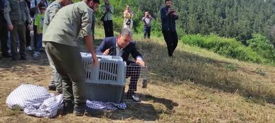 رهاسازی یک بهله عقاب طلایی