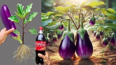 روش سریع کاشت و پرورش بادمجان با نوشابه