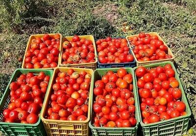 قیمت عجیب گوجه‌فرنگی در میادین میوه وتره‌بار+جدول