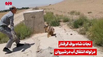 نجات شاه بوف گرفتار در لوله انتقال آب