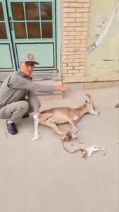 ببینید؛ قطع مچ پای یک بز کوهی در تله شکارچیان