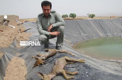 تله‌های مرگ در دل مزارع کشاورزی خراسان‌شمالی