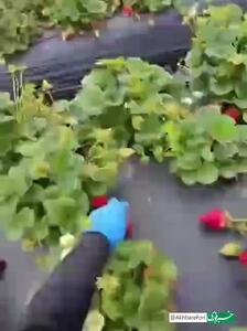 کار سخت و پرسرعت توت‌فرنگی‌چینی