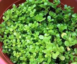 مصرف این سبزی در ناشتا بیماری قند خون را از بین می برد