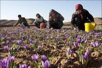 نقش مؤثر زنان روستایی در اقتصاد کشاورزی