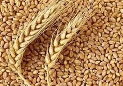 قطب بذر گندم در جنوب؛ فراتر از خودکفایی، چشم به صادرات - تسنیم