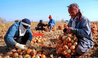 کشاورزان خواستار خرید حمایتی مجدد پیاز هستند