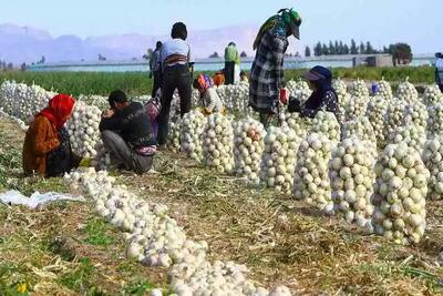 قیمت خرید پیاز در مزرعه چنان پایین است که حتی هزینه کارگر برای برداشت هم به کشاورز برنمی‌گردد