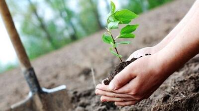 ۱۶۵ میلیون اصله نهال در سال دوم طرح کاشت یک میلیارد درخت تولید شد