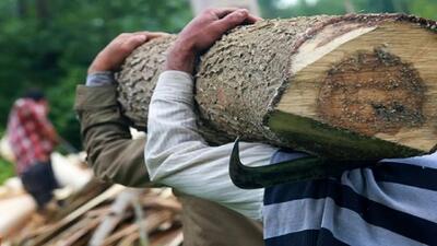 دستگیری قاچاقچی چوب معروف به شغال در شهرستان نور
