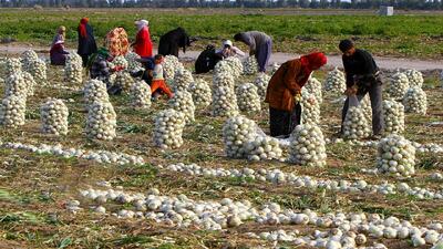 کشاورزان خواستار خرید حمایتی مجدد پیاز هستند