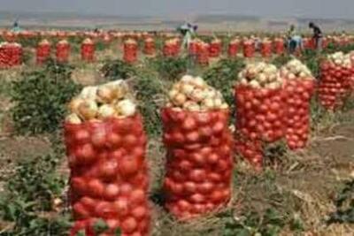 تکرار تراژدی‌های کشاورزان با بازیگری وزارت جهاد؛ اشکی که پیاز درآورد