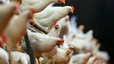پارسال سه میلیون تن مرغ در کشور تولید شد
