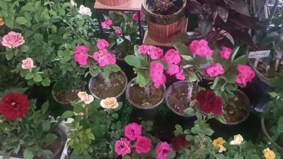 سالانه ۱۱۰ میلیون گل شاخه بریده در خمین تولید می شود