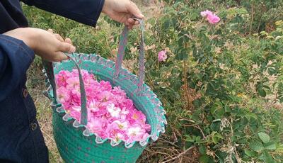 جشن برداشت گل محمدی از ۷۰ هکتار گلستان تفت