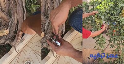 آموزش برداشت 2 محصول از یک درخت (فیلم)